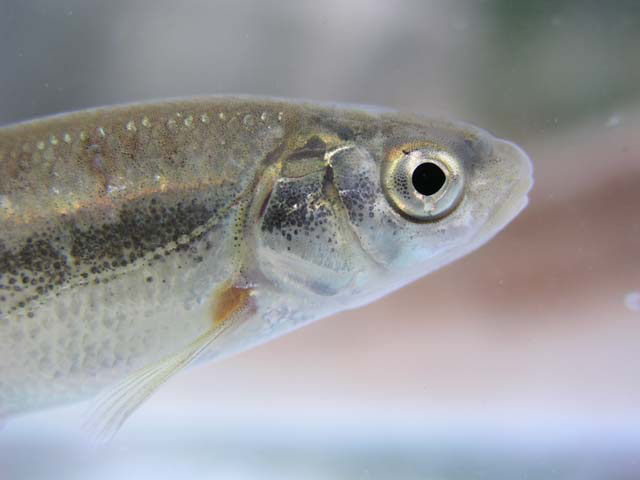 Telestes souffia (Risso, 1827)